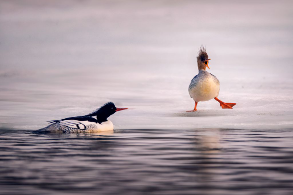 铜奖:《自在冰川》 作者:张跃波 铜奖:《自在冰川》 作者:张跃波